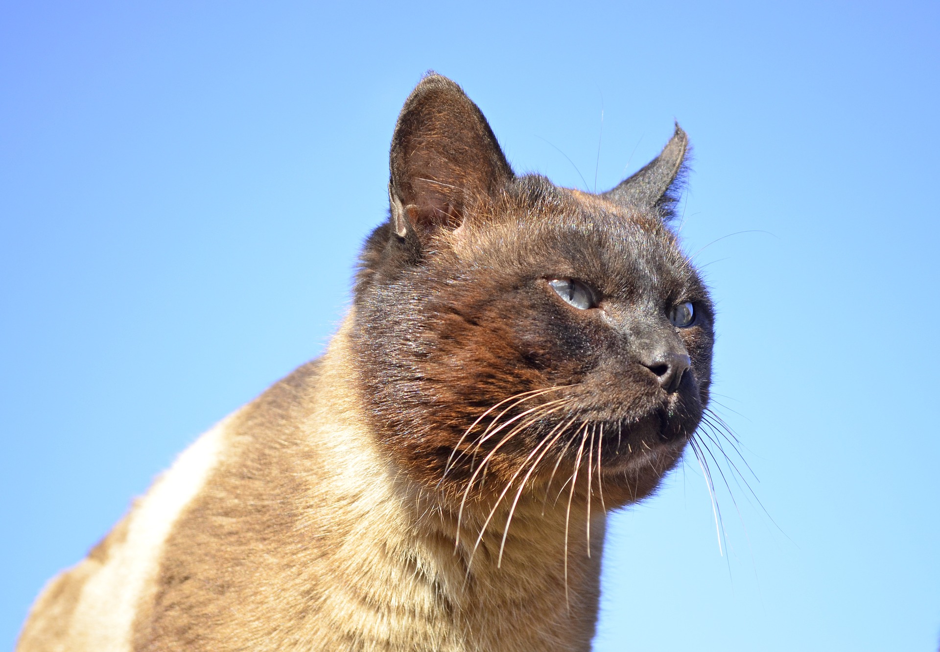 Siamesische Katze | Foto: lmilo via pixabay