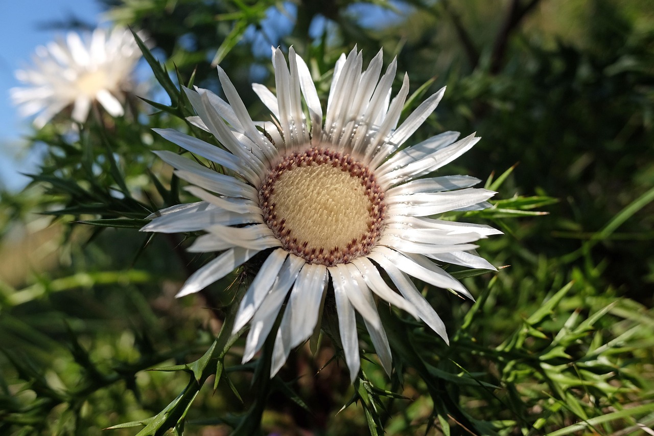 Im Silberdistelwald