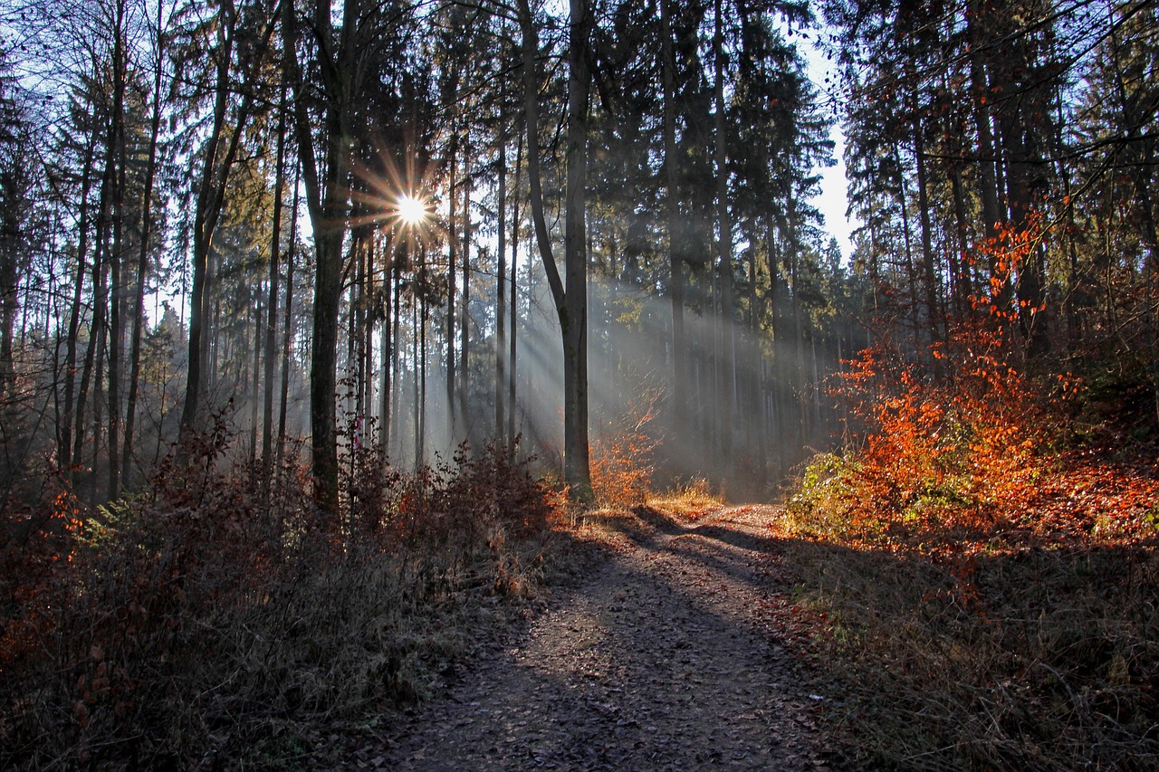 Wald: Schutzraum und Ort der Vergänglichkeit