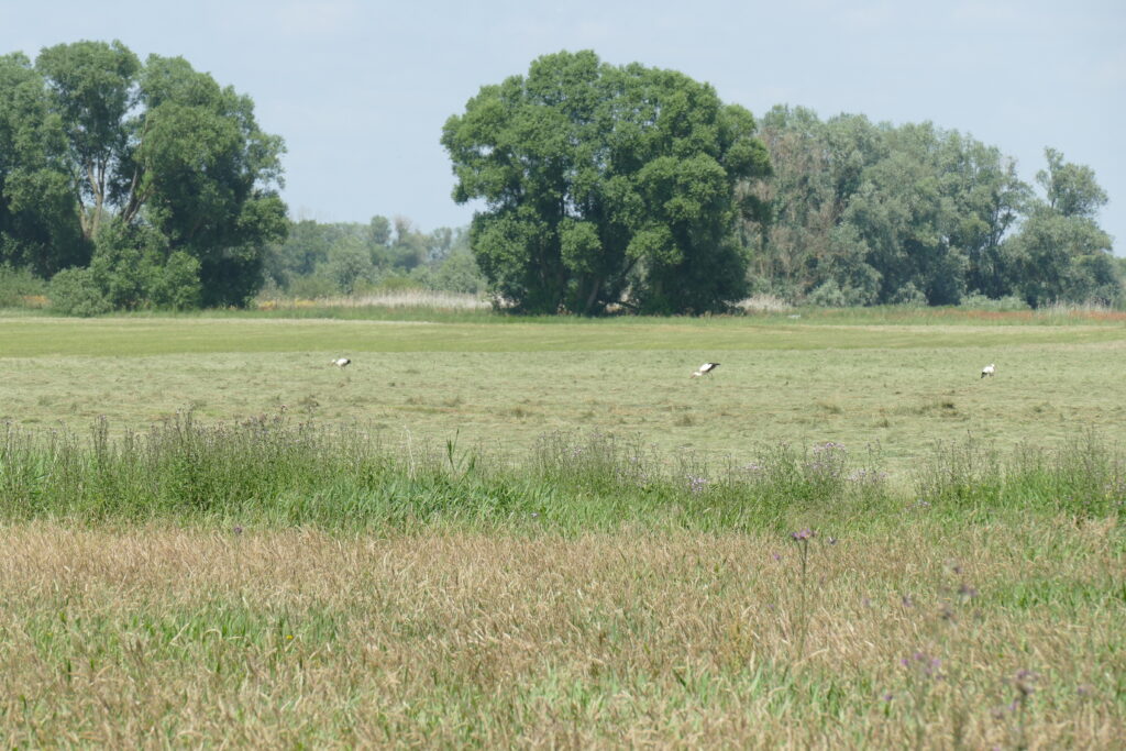 Weg in die Wische - Adolf Endler.