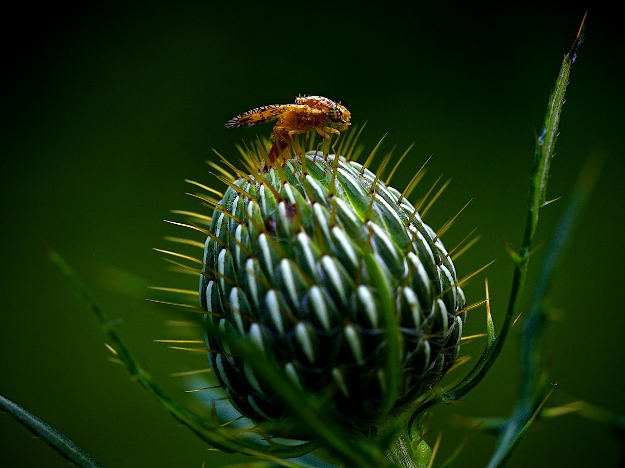 Multisensorische Wahrnehmung einer Distel