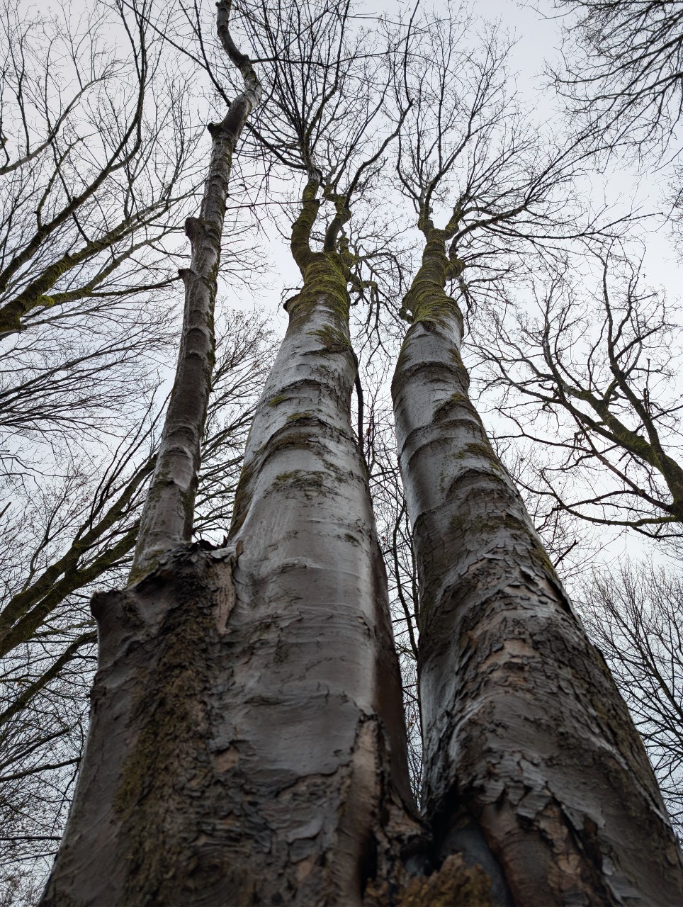 Karen Roßki - Künstlerin Grafikerin - ersatzgestalt