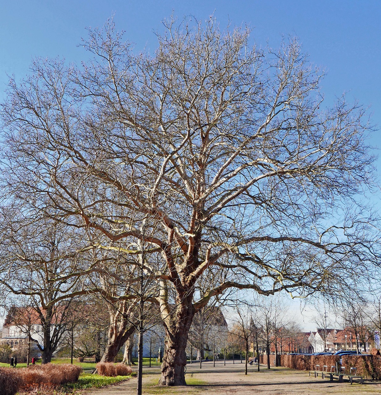 Valérys Platane: Ein Baum, der mehr ist als nur Holz und Blätter