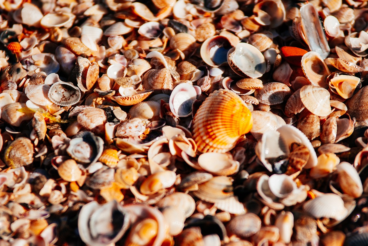 Muschelhaufen