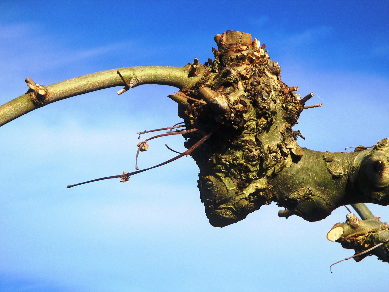 Herbst – Die Lebenslinien der Platanen