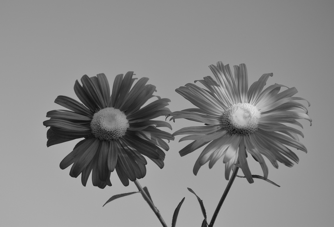 margueriten – Norbert Hummelt