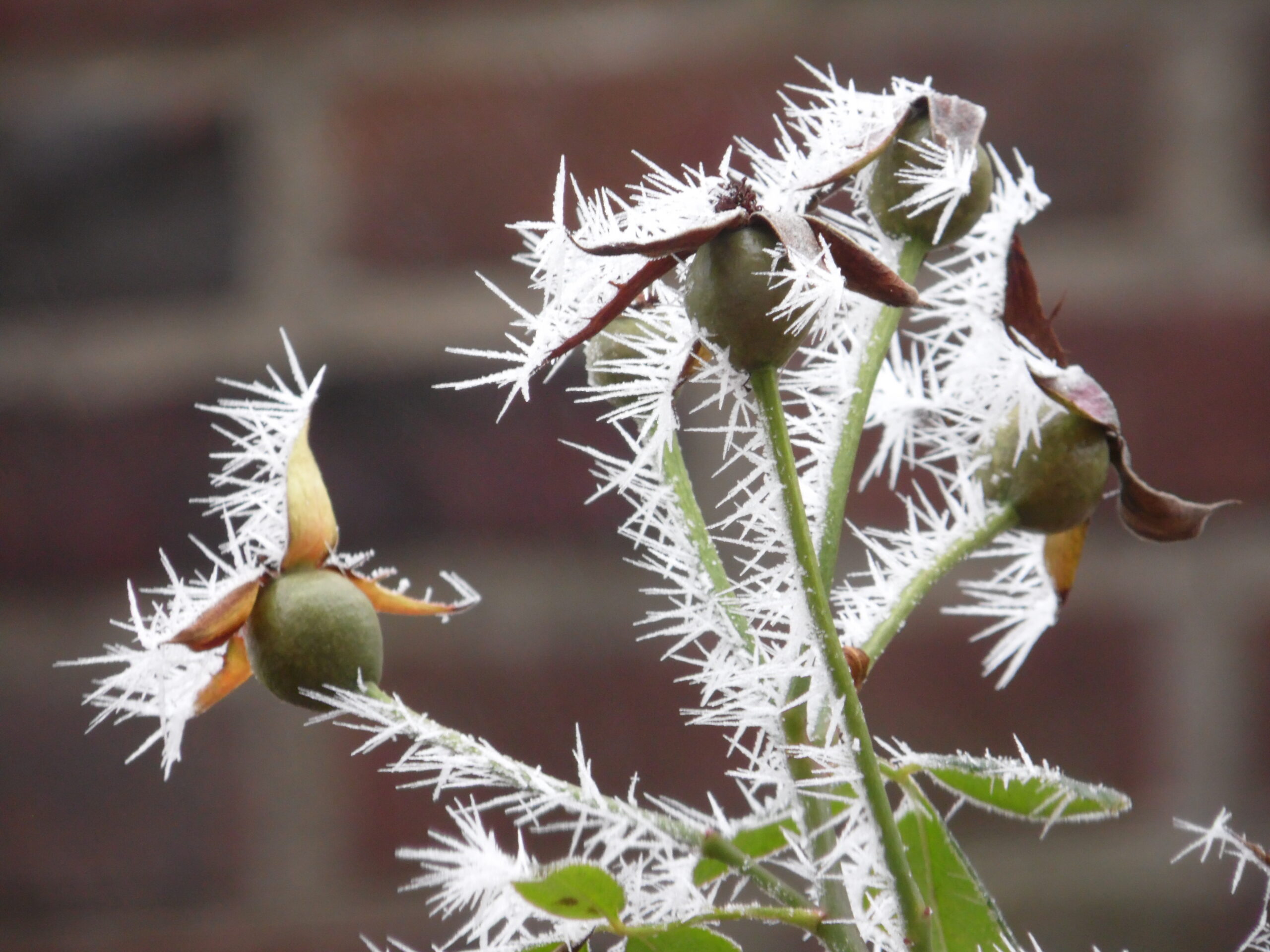 Der Besucher