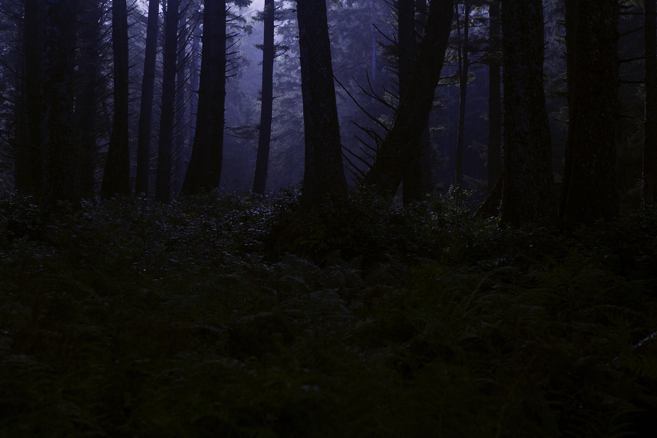 Maria Arimany – In den Wald muss man gehen, wenn es noch dunkel ist