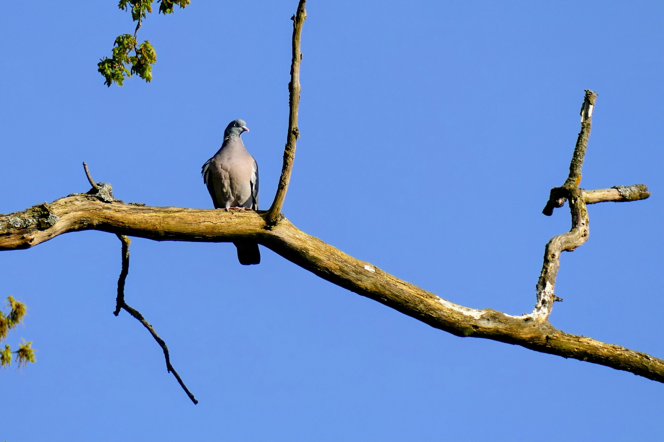 Klaus Johannes Thies: Eine Kerze für mich – Und ich gehe hinaus
