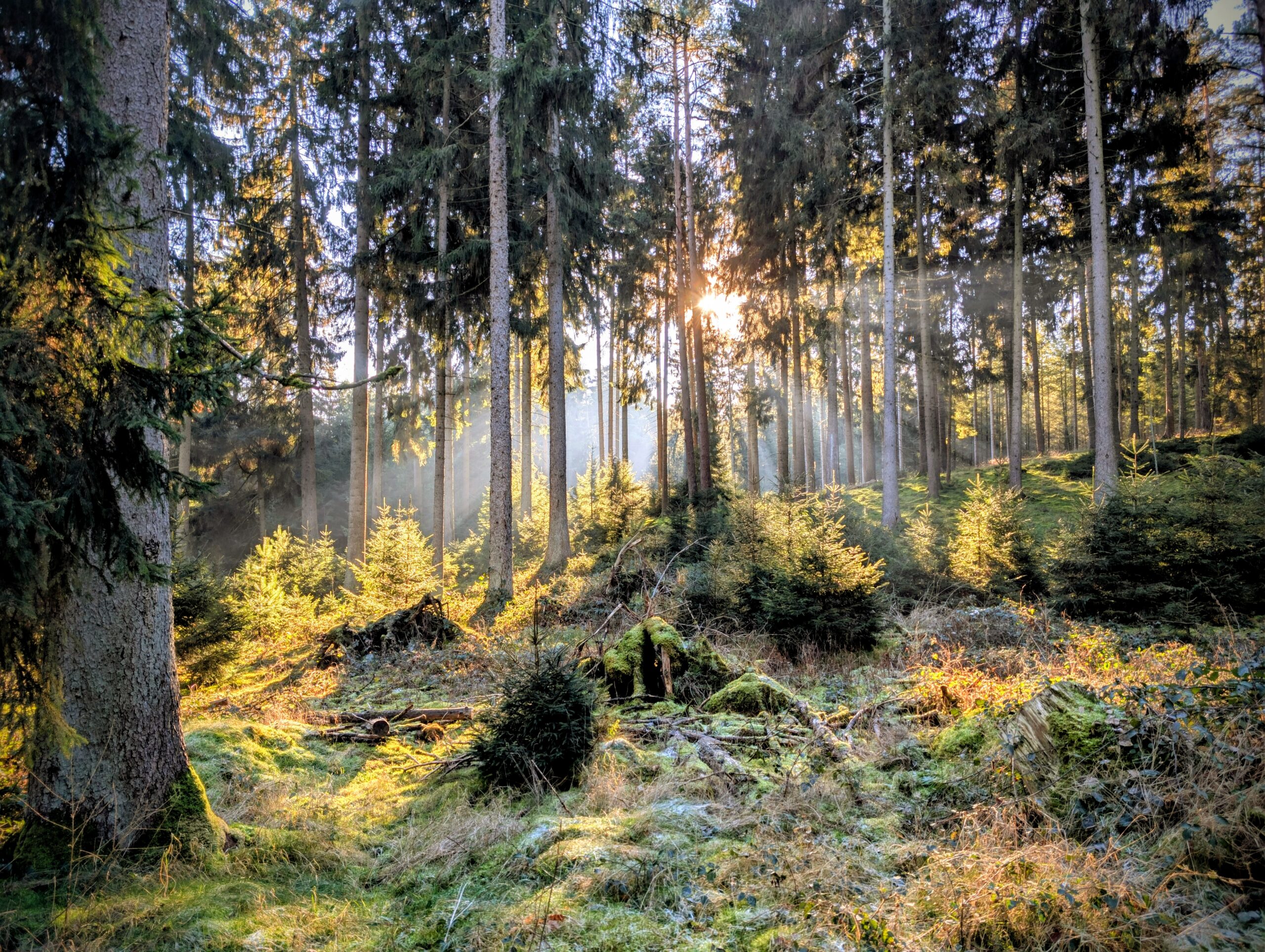 die horen: „Rezept für den täglichen Waldgang“ – Ausgabe 299