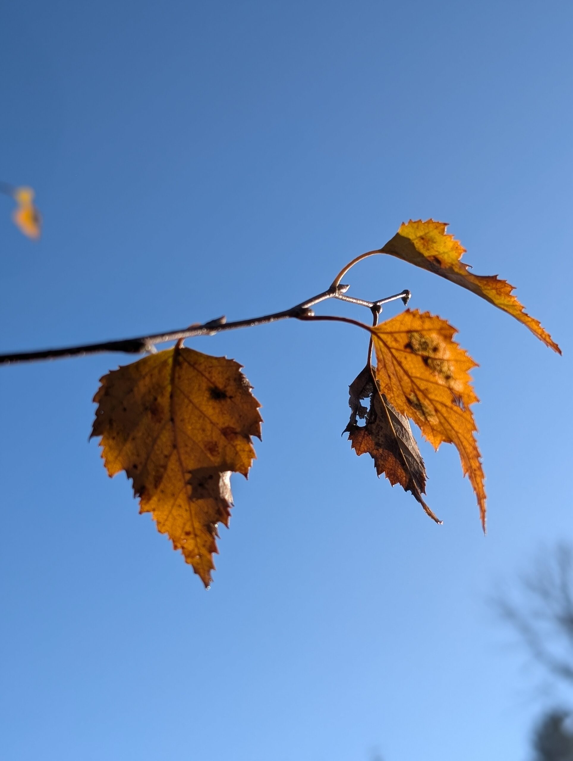 blätter wie perücken- Journal