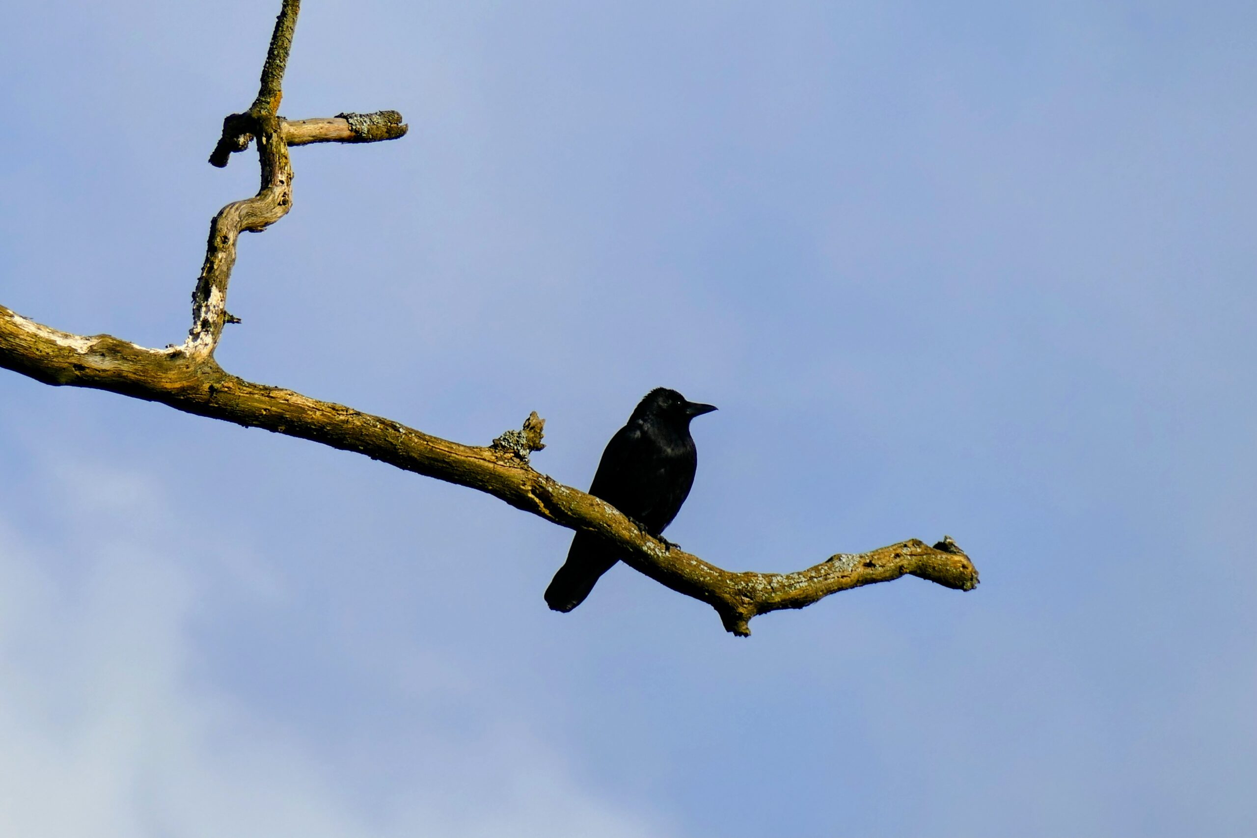 Außerhaustier – Carla Schwiegk