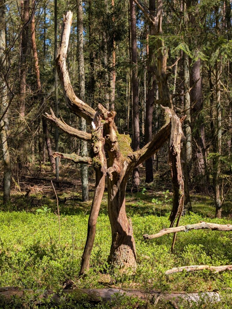 Ein Baumrest - Bleckede